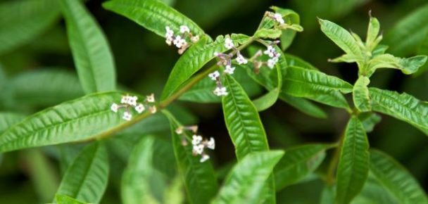 Bienfaits de la verveine pour les femmes enceintes 